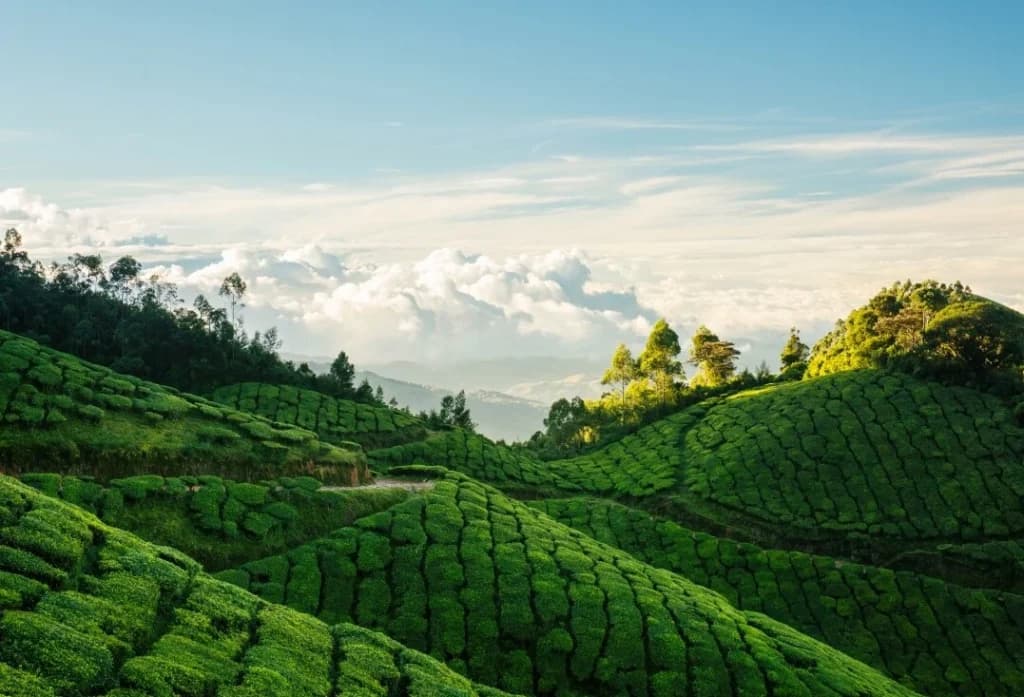 Munnar