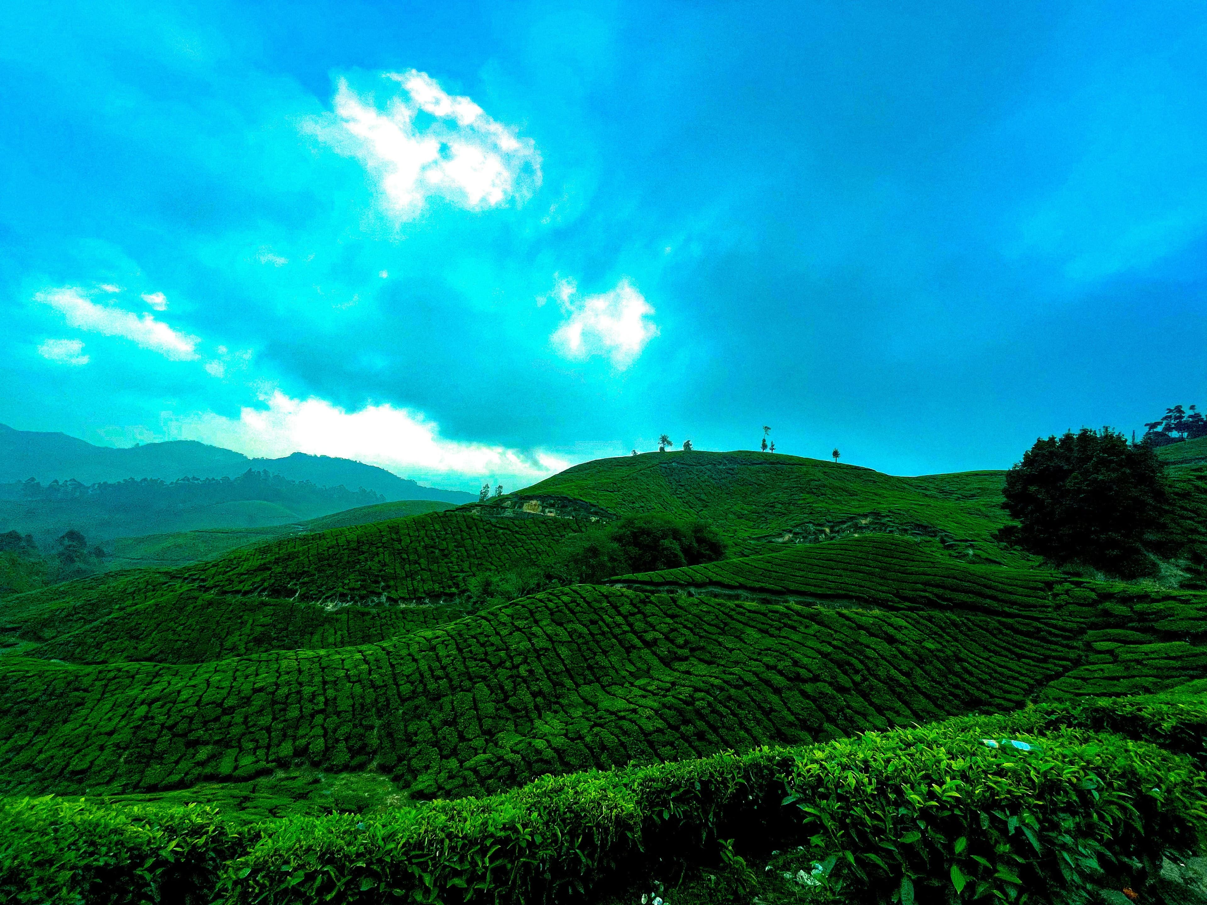 Scenic tea gardens in Munnar